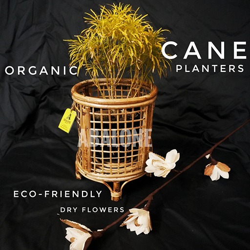 a plant in a cane planter