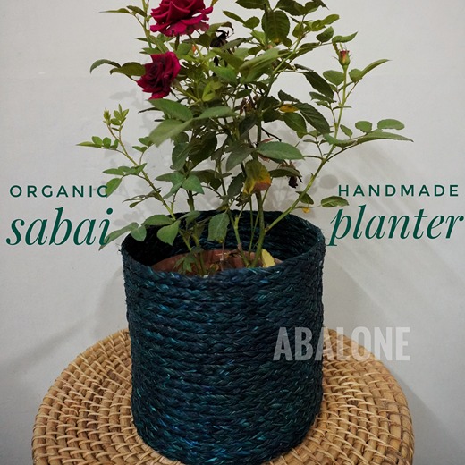 a plant in a sabai planter