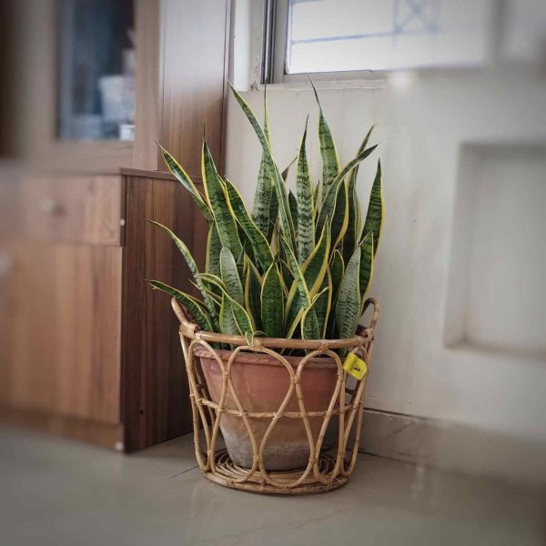 cane planter or big laundry basket